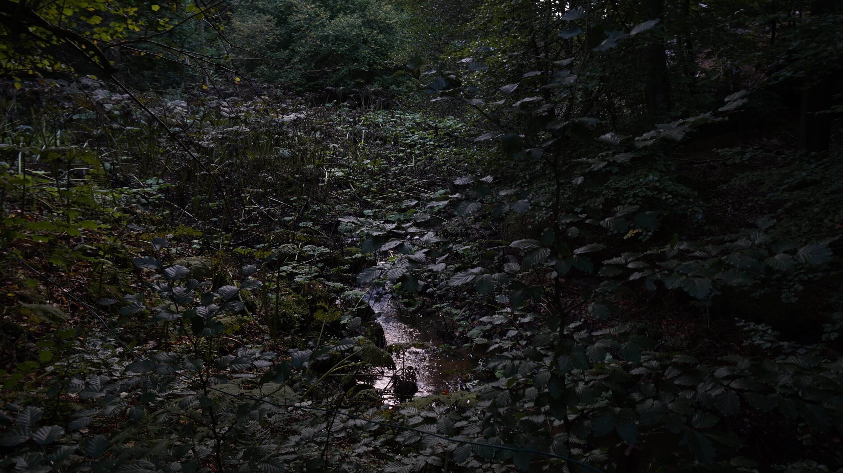 a stream in a forest